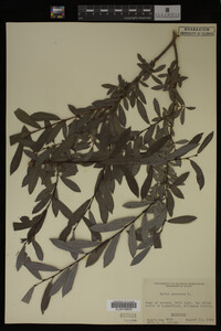 Salix purpurea image