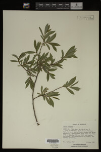 Salix purpurea image