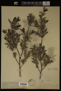 Salix purpurea image