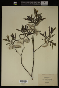 Salix purpurea image