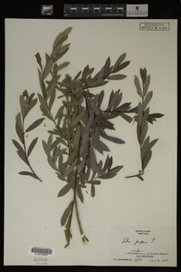 Salix purpurea image