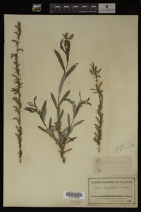 Salix purpurea image