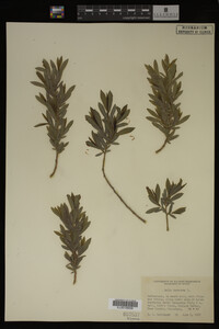 Salix purpurea image