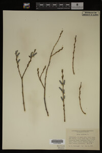 Salix purpurea image