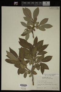 Image Associated With the Occurrence