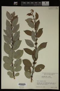Image Associated With the Occurrence