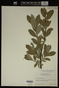 Image Associated With the Occurrence
