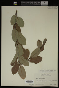 Image Associated With the Occurrence