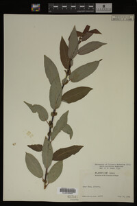 Image Associated With the Occurrence