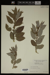 Image Associated With the Occurrence