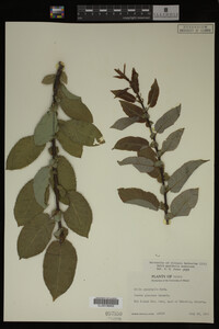 Image Associated With the Occurrence
