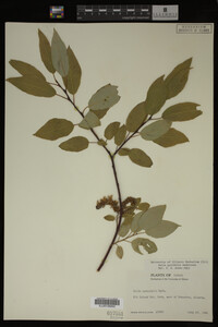 Image Associated With the Occurrence