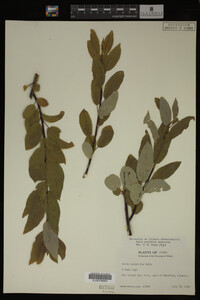 Image Associated With the Occurrence