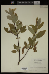 Image Associated With the Occurrence