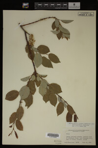 Image Associated With the Occurrence