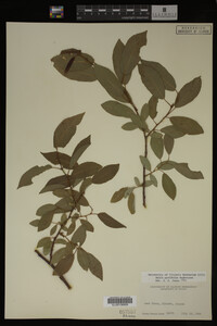 Image Associated With the Occurrence
