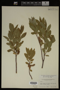Image Associated With the Occurrence