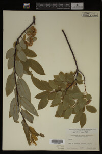 Image Associated With the Occurrence