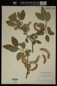 Image Associated With the Occurrence