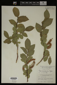 Image Associated With the Occurrence