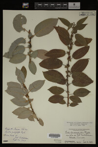 Image Associated With the Occurrence