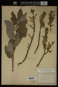 Image Associated With the Occurrence