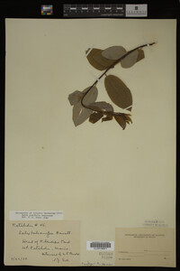 Image Associated With the Occurrence