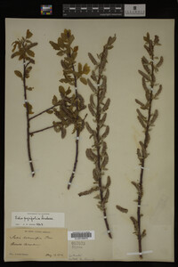 Salix pyrifolia image