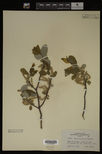Image Associated With the Occurrence