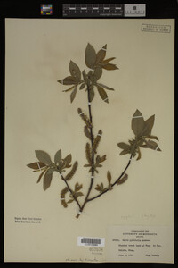 Image Associated With the Occurrence