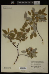 Image Associated With the Occurrence