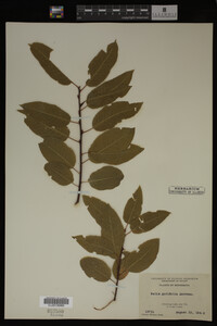 Image Associated With the Occurrence