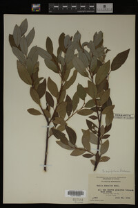 Image Associated With the Occurrence
