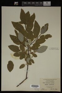 Image Associated With the Occurrence