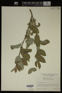 Image Associated With the Occurrence