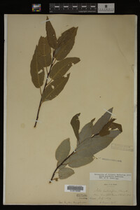 Image Associated With the Occurrence