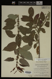 Image Associated With the Occurrence