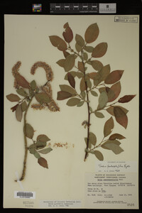 Image Associated With the Occurrence