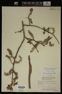 Image Associated With the Occurrence