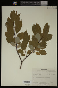 Image Associated With the Occurrence