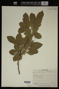 Image Associated With the Occurrence