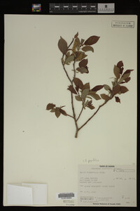 Image Associated With the Occurrence