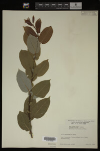 Image Associated With the Occurrence