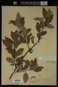 Image Associated With the Occurrence