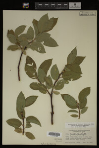 Image Associated With the Occurrence