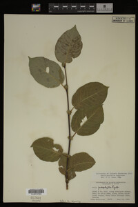 Image Associated With the Occurrence