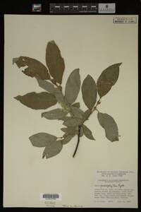 Image Associated With the Occurrence