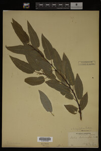 Salix pyrifolia image
