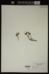 Image Associated With the Occurrence
