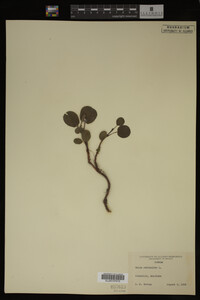 Image Associated With the Occurrence